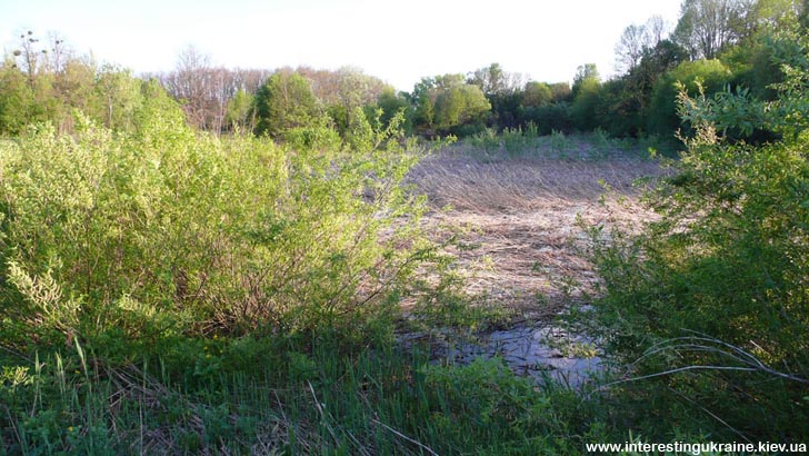 Ставок у с. Бровки Перші