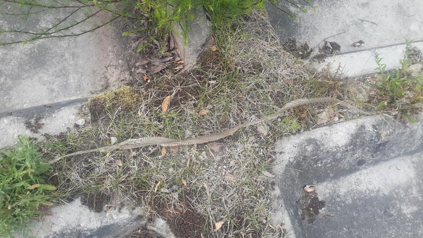 Вужі поскидали шкіру